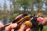 Blandings turtles emydoidea blandingii.jpg