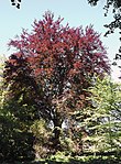 Blodbok (Fagus sylvatica ‘Atropurpurea’) i Ystads sandskog.