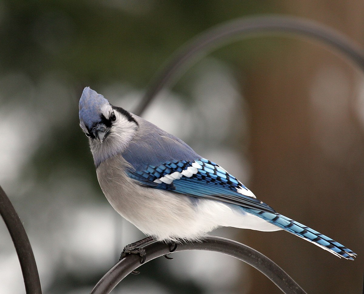 Blue jay - Wikipedia