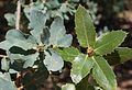 Blue and Live oak leaf clusters.jpg