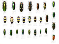 Collection of Buprestidae from Southeast Asia in Musée d'Histoire Naturelle de Lille