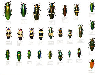Boite de spécimens de coléoptères de la famille des Buprestidae originaires d’Asie du Sud-Est.Ces spécimens proviennent des collections naturalistes du Musée d'histoire naturelle de Lille.