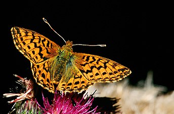 Boloria.aquilonaris.2689.jpg