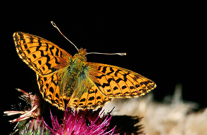 File:Boloria.aquilonaris.2689.jpg