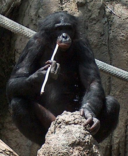 A bonobo "fishing" for termites, an example of incomplete/"untrue" opposition[5]