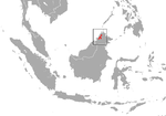 Miniatura per Musaranya aquàtica de Borneo