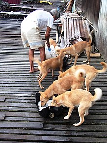 Kalimantan island dogs, Indonesia Borneo dogs feeding.jpg