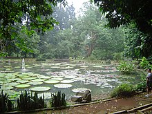 Seerosenteich im Botanischen Garten