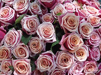 Bouquet of pink roses Bouquet de roses roses.jpg