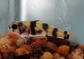 <i>Brachygobius xanthomelas</i> Species of goby fish