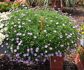 Beschrijving van de afbeelding Brachyscome_iberidifolia1.jpg.