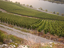 The Juffer vineyard in the German village of Brauneberg, with river Mosel/Moselle in the background. Brauneberg Juffer.png