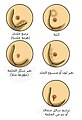 تصغير للنسخة بتاريخ 16:36، 18 ديسمبر 2007