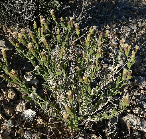 Brickellia oblongifolia var linifolia 1