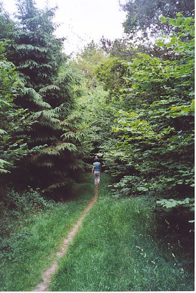 File:Bridleway Through Hacking Copse. - geograph.org.uk - 195799.jpg