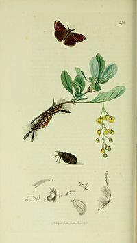 Illustration from John Curtis's British Entomology Britishentomologyvolume5Plate378.jpg