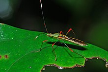 Keng boshli bug (Stenocoris sp.) (Alydidae) (7079902621) .jpg