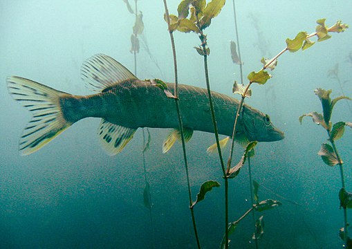 Озеро в форме рыбы. Щука под водой. Самая крупная рыба Онежского озера. Рыбы и водных беспозвоночных Онежского озера. Подводные насекомые Онежского озера.