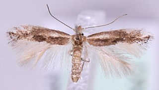 <i>Bucculatrix chrysanthemella</i> Species of moth in genus Bucculatrix