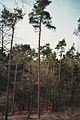 Buchholzer Forst Pinus sylvestris 22.jpg