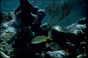 Buck Island Reef National Monument BUIS0648.jpg