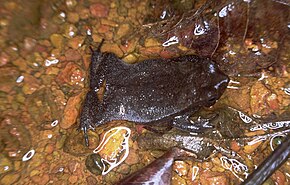 Beskrivelse af Bufo margaritifer.jpg-billedet.