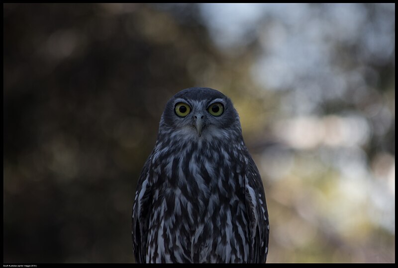 File:Buiobuione Ninox connivens - Barking owl.jpg