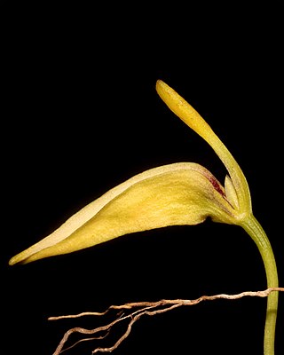 <i>Bulbophyllum restrepia</i> Species of orchid
