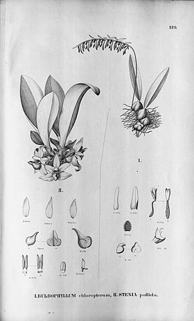Bulbophyllum chloropterum - Stenia pallida - Fl.Br. 3-5-119.jpg