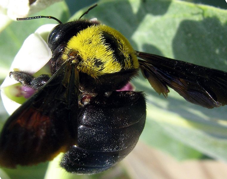 File:Bumblebee. Libya.jpg