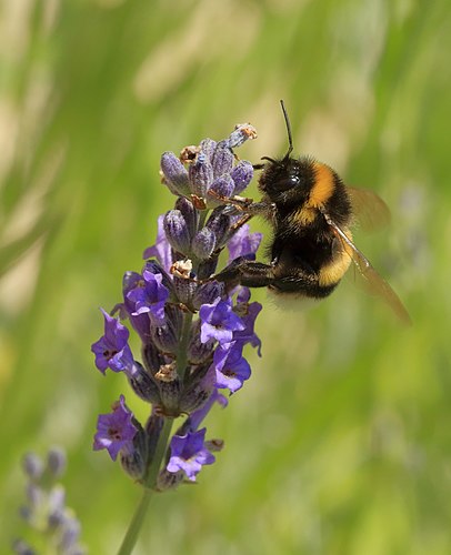 Земляной шмель (Bombus terrestris) на соцветии лаванды узколистной (Lavándula angustifólia)