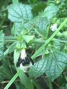 A bumblebee feeding on a lemon balm flower Bumblebee on Melissa flower.jpg