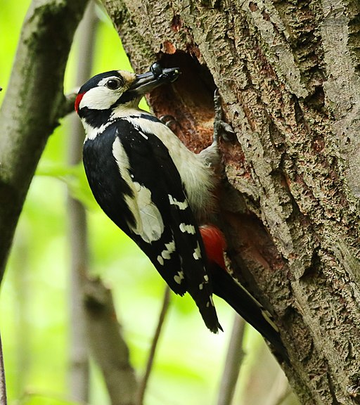 Buntspecht (Dendrocopos major).Geschützter Landschaftsbestandteil Schubertgrund. 2H1A1645WI