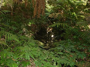 Bunya Mountains