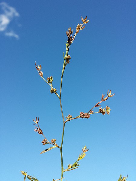 File:Bupleurum tenuissimum sl11.jpg