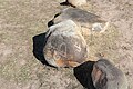 * Nomination Petroglyphs in Burana Tower site, Kyrgyzstan --Bgag 00:27, 10 January 2024 (UTC) * Promotion  Support Good quality. --Johann Jaritz 03:04, 10 January 2024 (UTC)