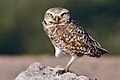 Burrowing Owl - natures pics.jpg