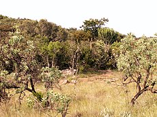 Bushveld.jpg