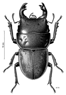 <i>Geodorcus ithaginis</i> Species of beetle