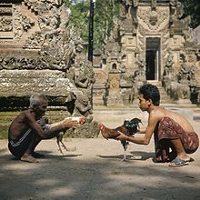 Confronting two cocks for tabuh rah ritual tajen (fighting) in Bali, Indonesia, 1971 COLLECTIE TROPENMUSEUM Hanengevecht TMnr 20027294.jpg