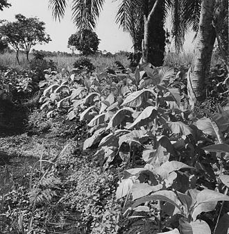 Tobacco plant COLLECTIE TROPENMUSEUM Tabaksaanplant van de lokale bevolking in de regio Plateaux TMnr 20008000.jpg