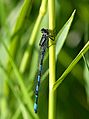 agrion de Mercure