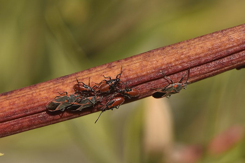 File:Caenocoris nerii 17-12-16 04 (25237033578).jpg