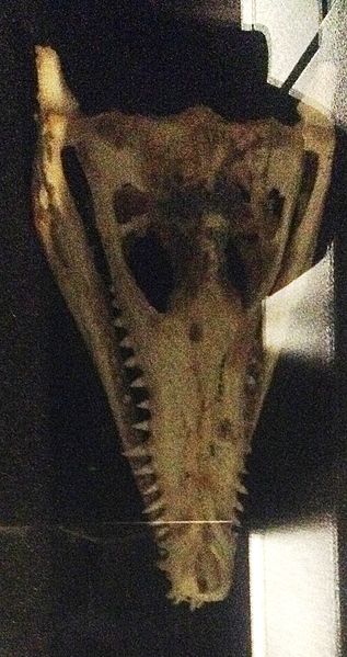 File:Caiman skull.jpg