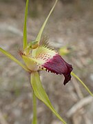 Caladenia infundibularis