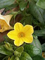 Calibrachoa yellow cultivar - close-up