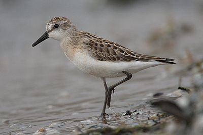 Foto van een Grijze Strandloper