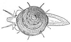 Calliostoma bairdii drawing.jpg