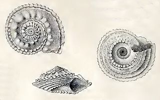 <i>Calliotropis spinulosa</i> species of mollusc