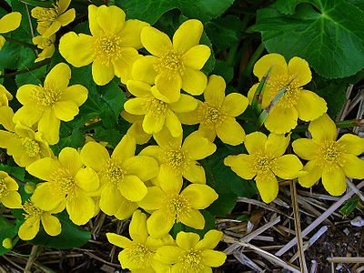 Caltha palustris Flowers